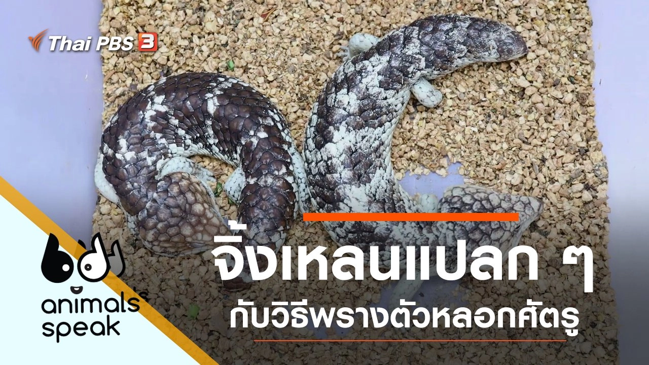 จิ้งเหลนแปลก ๆ กับวิธีพรางตัวหลอกศัตรู