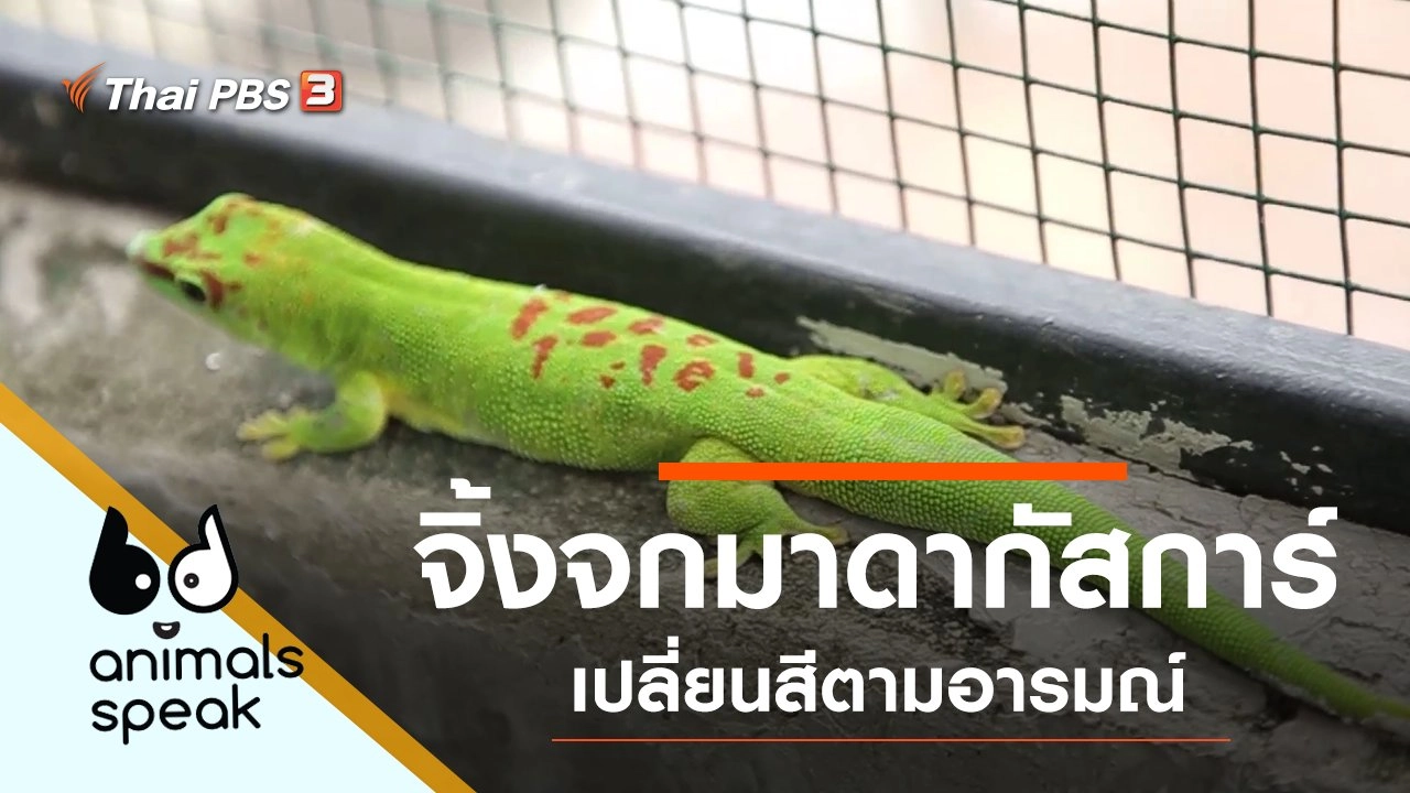 จิ้งจกมาดากัสการ์ เปลี่ยนสีตามอารมณ์