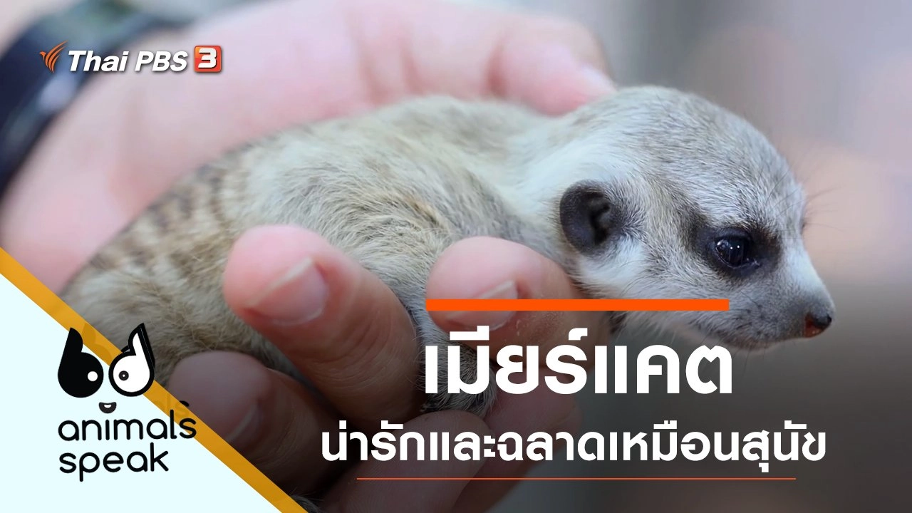 เมียร์แคต น่ารักและฉลาดเหมือนสุนัข