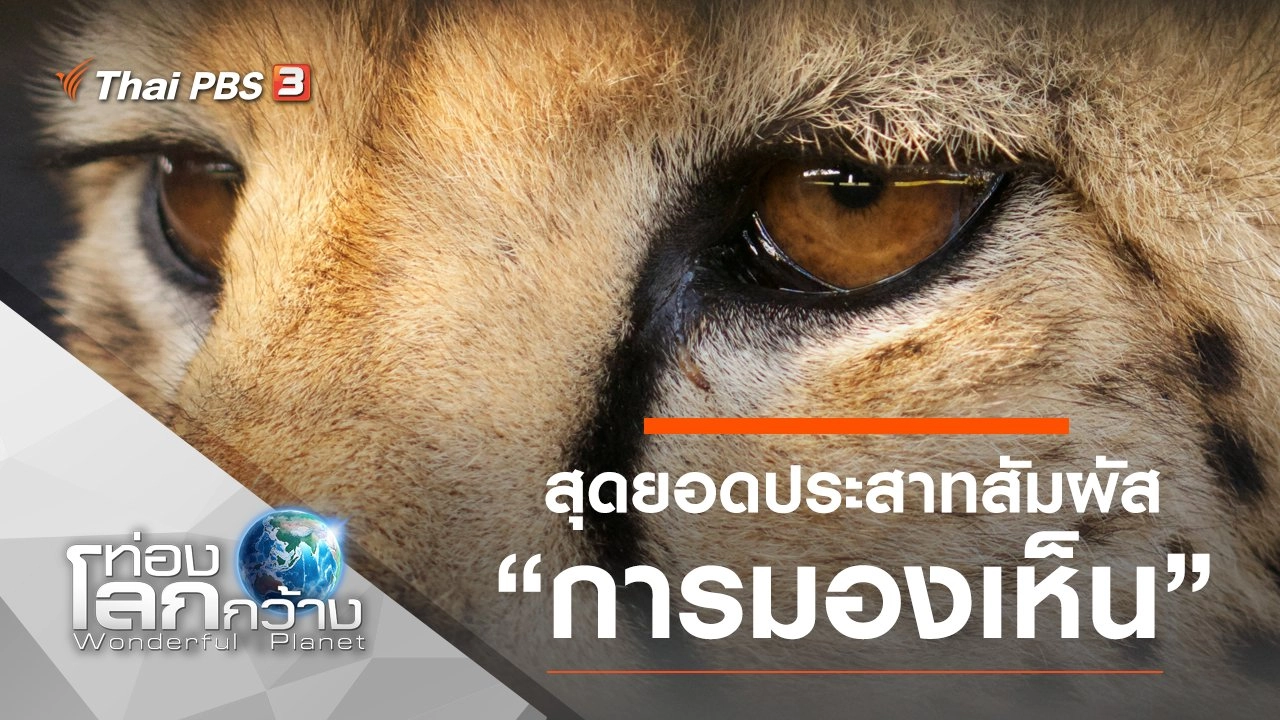 สุดยอดประสาทสัมผัส ตอน การมองเห็น