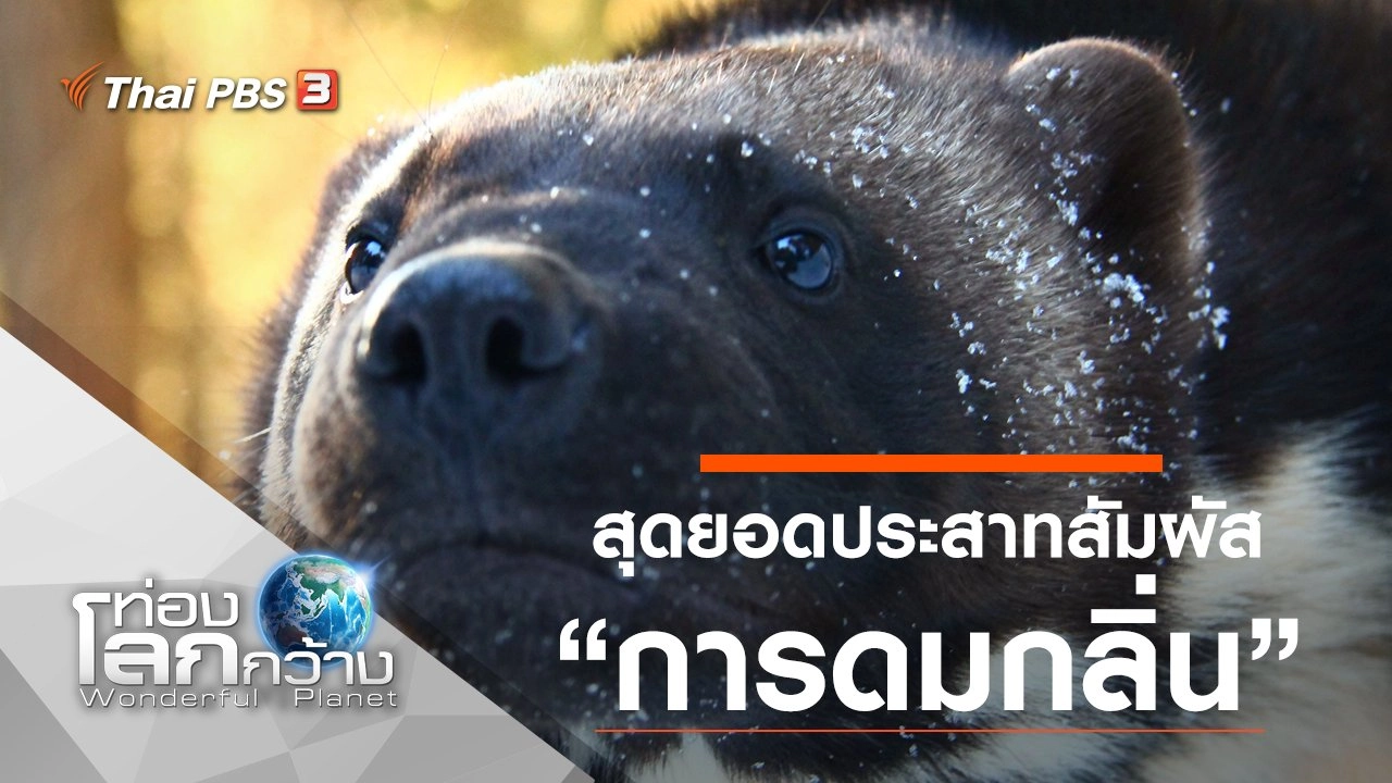 สุดยอดประสาทสัมผัส ตอน การดมกลิ่น