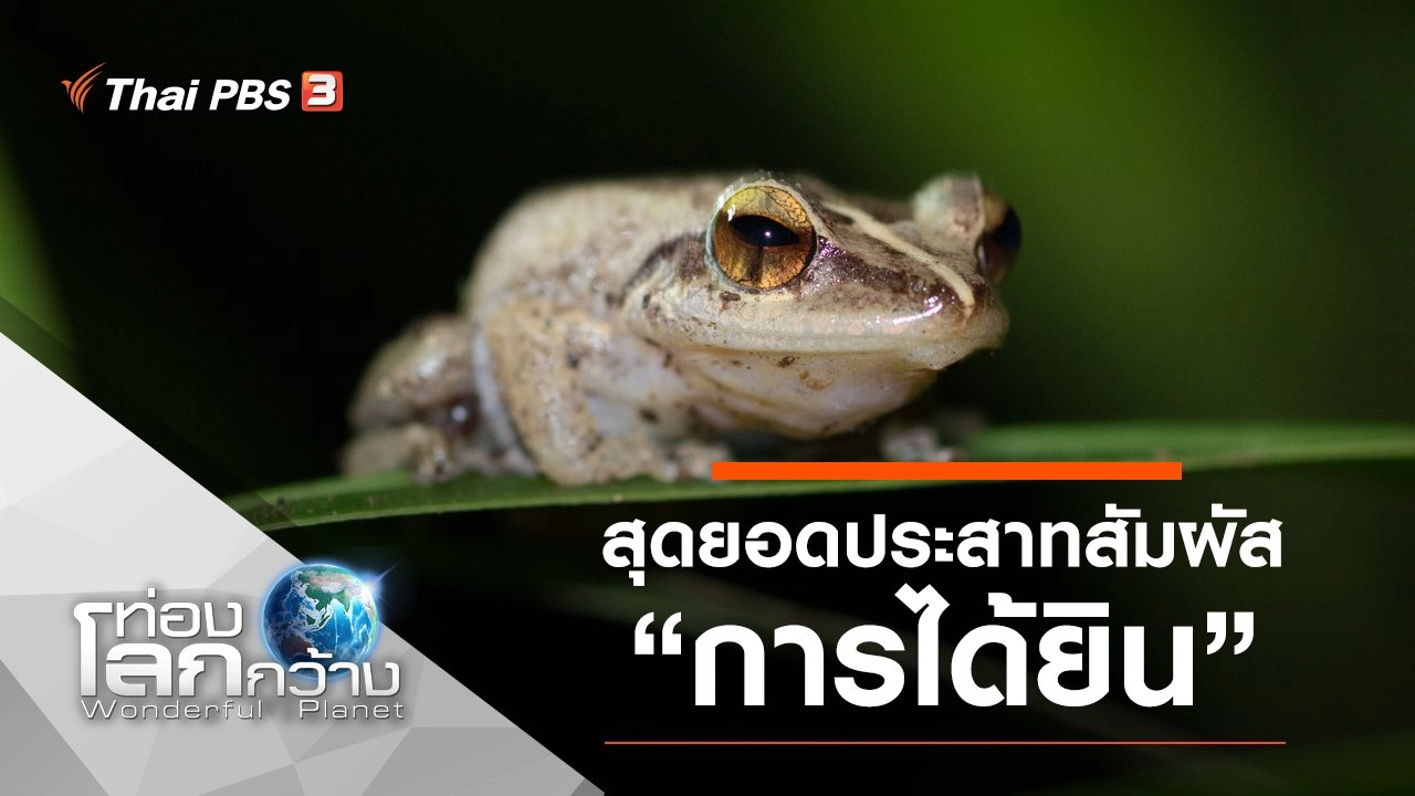 สุดยอดประสาทสัมผัส ตอน การได้ยิน