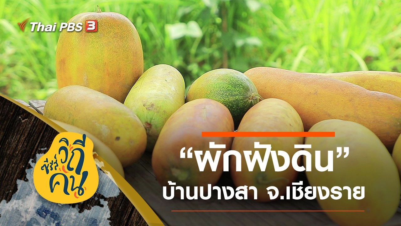 "ผักฝังดิน" วิถีโบราณ บ้านปางสา จ.เชียงราย