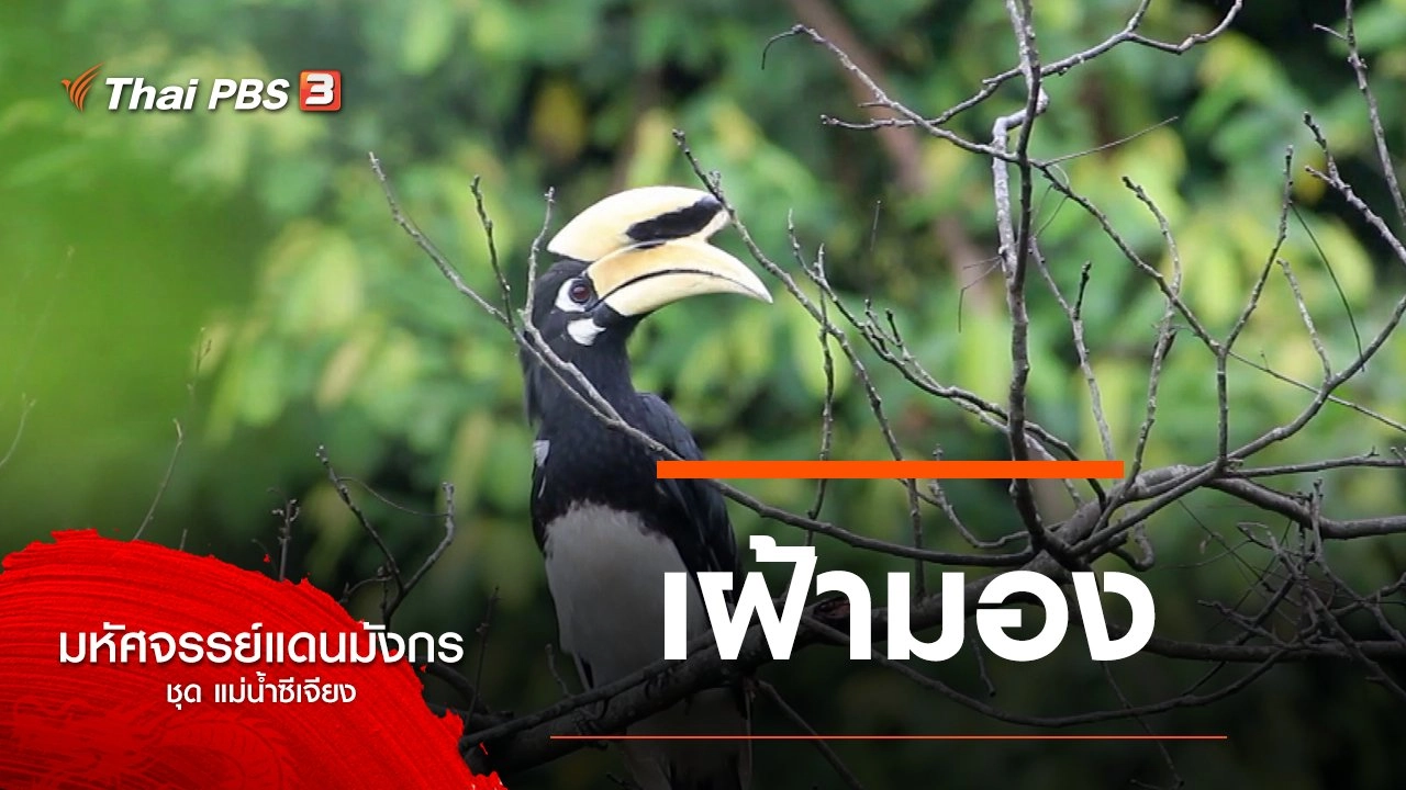 เฝ้ามอง