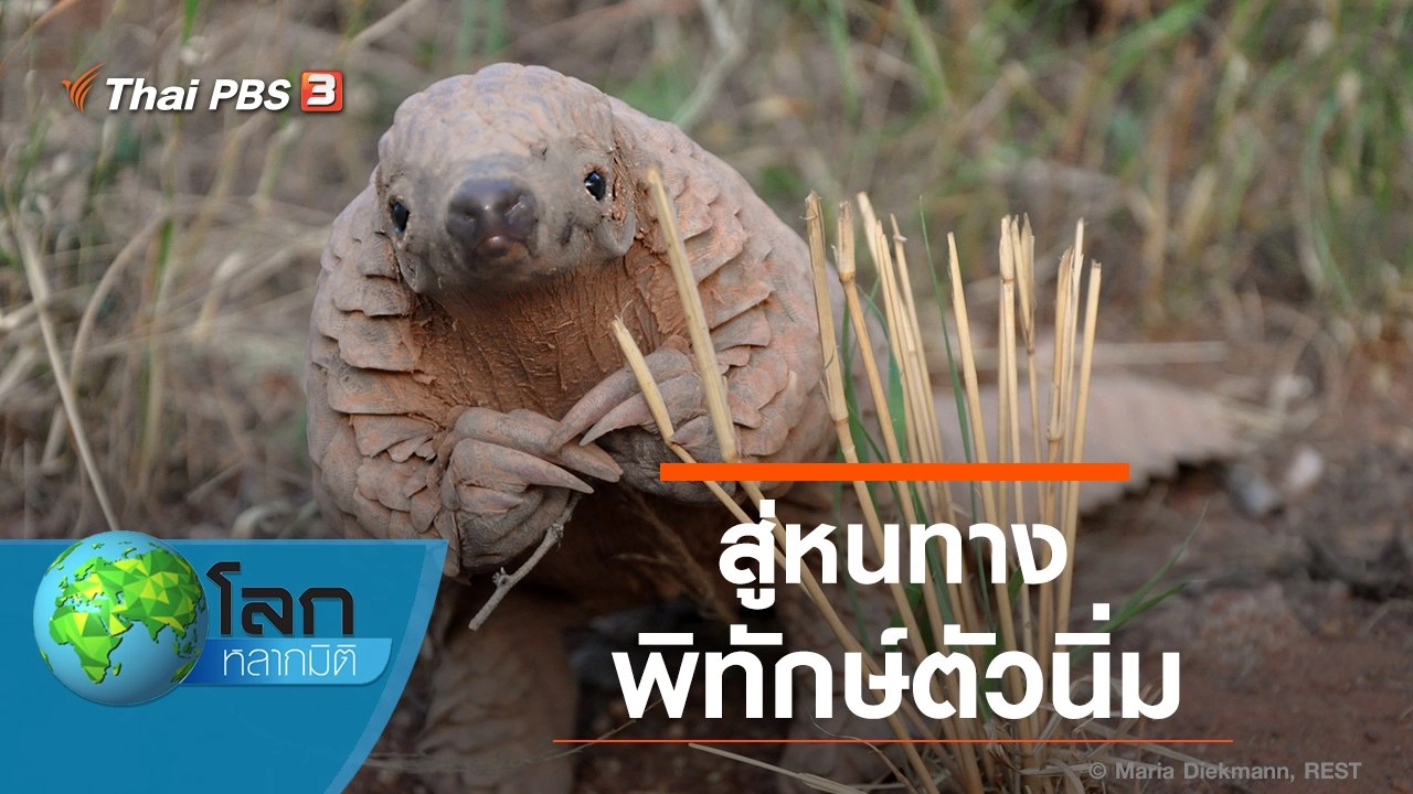 สู่หนทางพิทักษ์ตัวนิ่ม