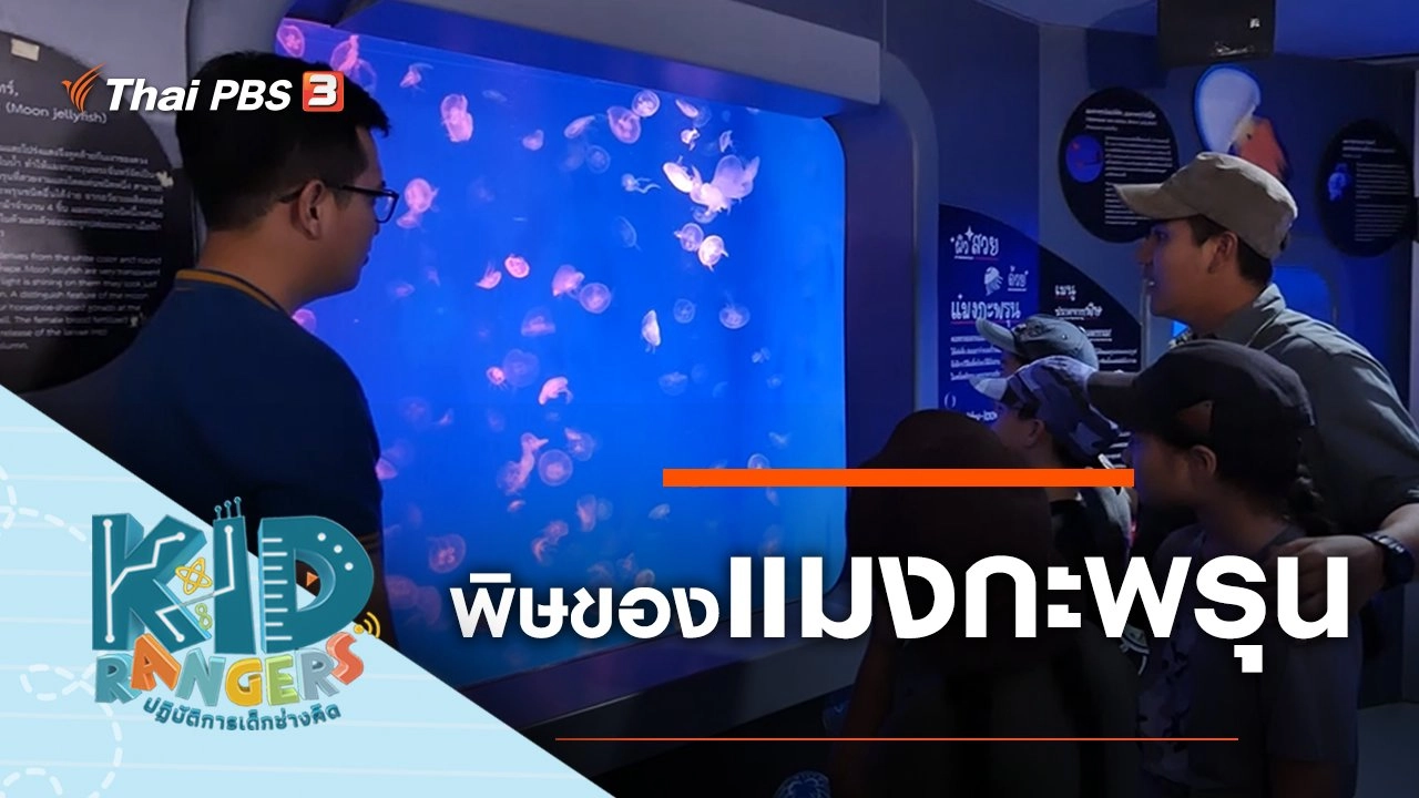 พิษของแมงกะพรุน