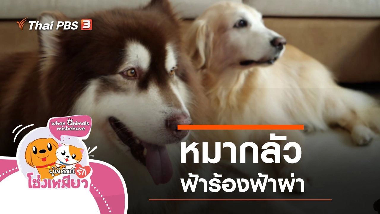 หมากลัวฟ้าร้องฟ้าผ่า