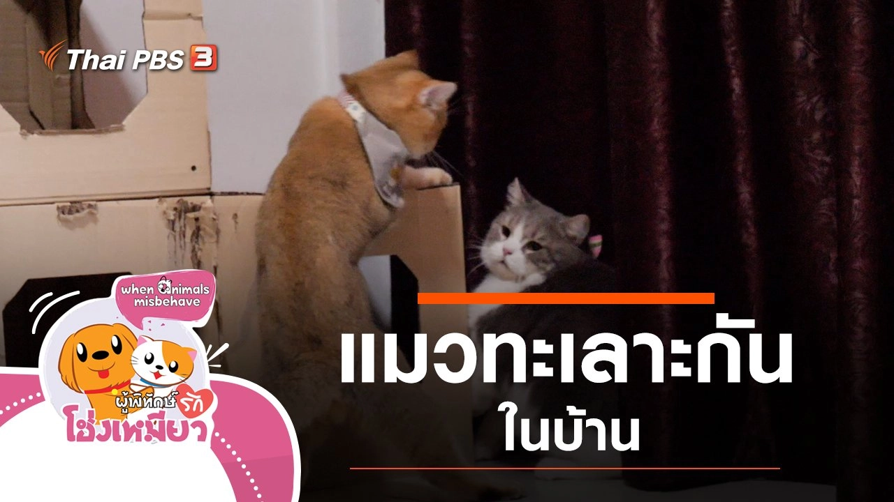 แมวทะเลาะกันในบ้าน