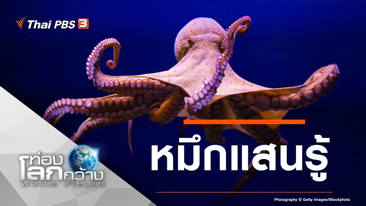 หมึกแสนรู้