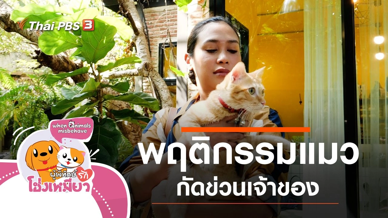 พฤติกรรมแมวกัดข่วนเจ้าของ