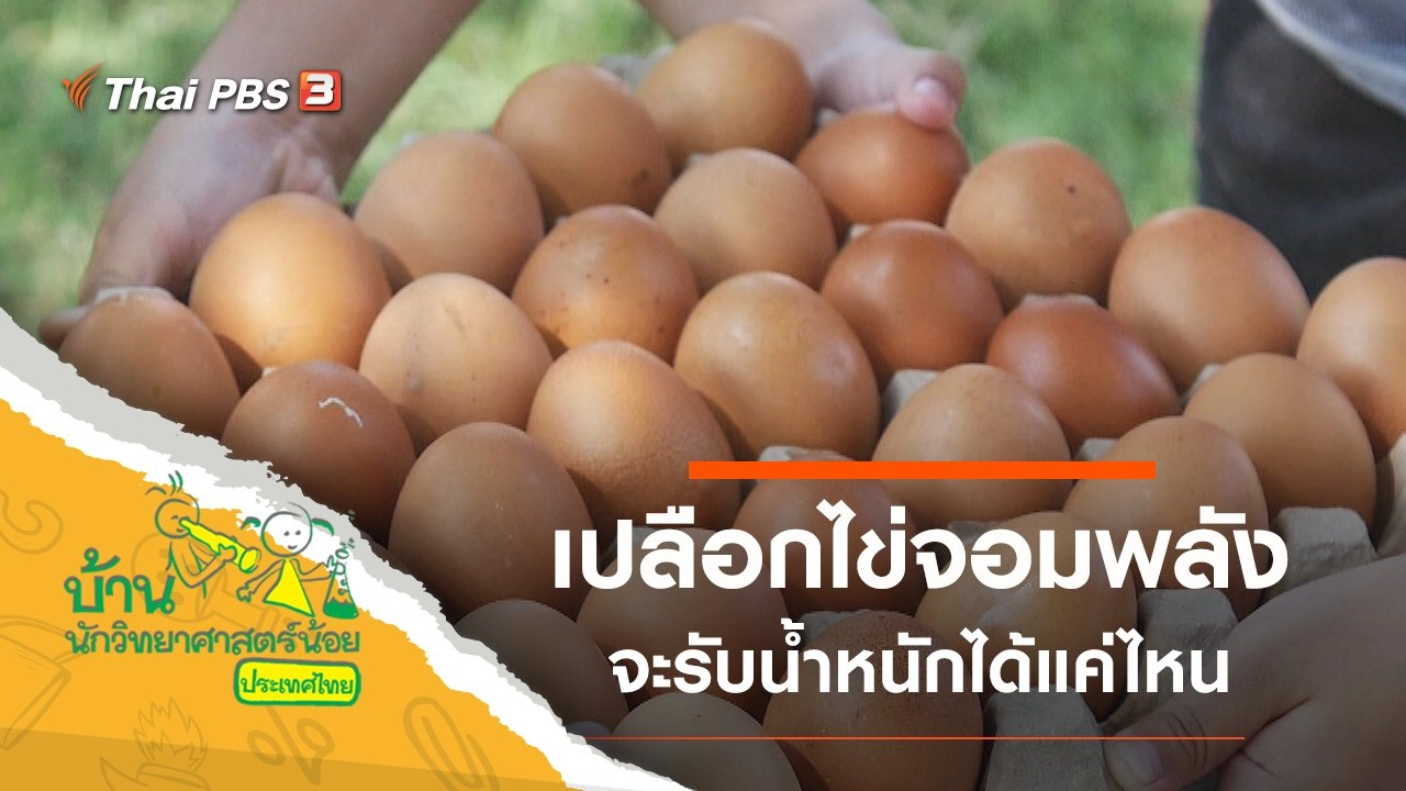 เปลือกไข่จอมพลัง