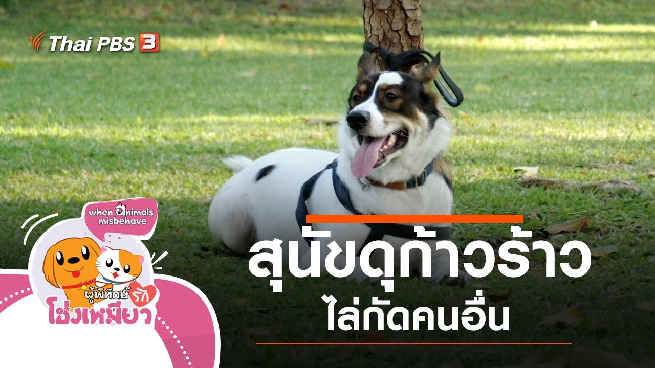 สุนัขดุก้าวร้าว ไล่กัดคนอื่น