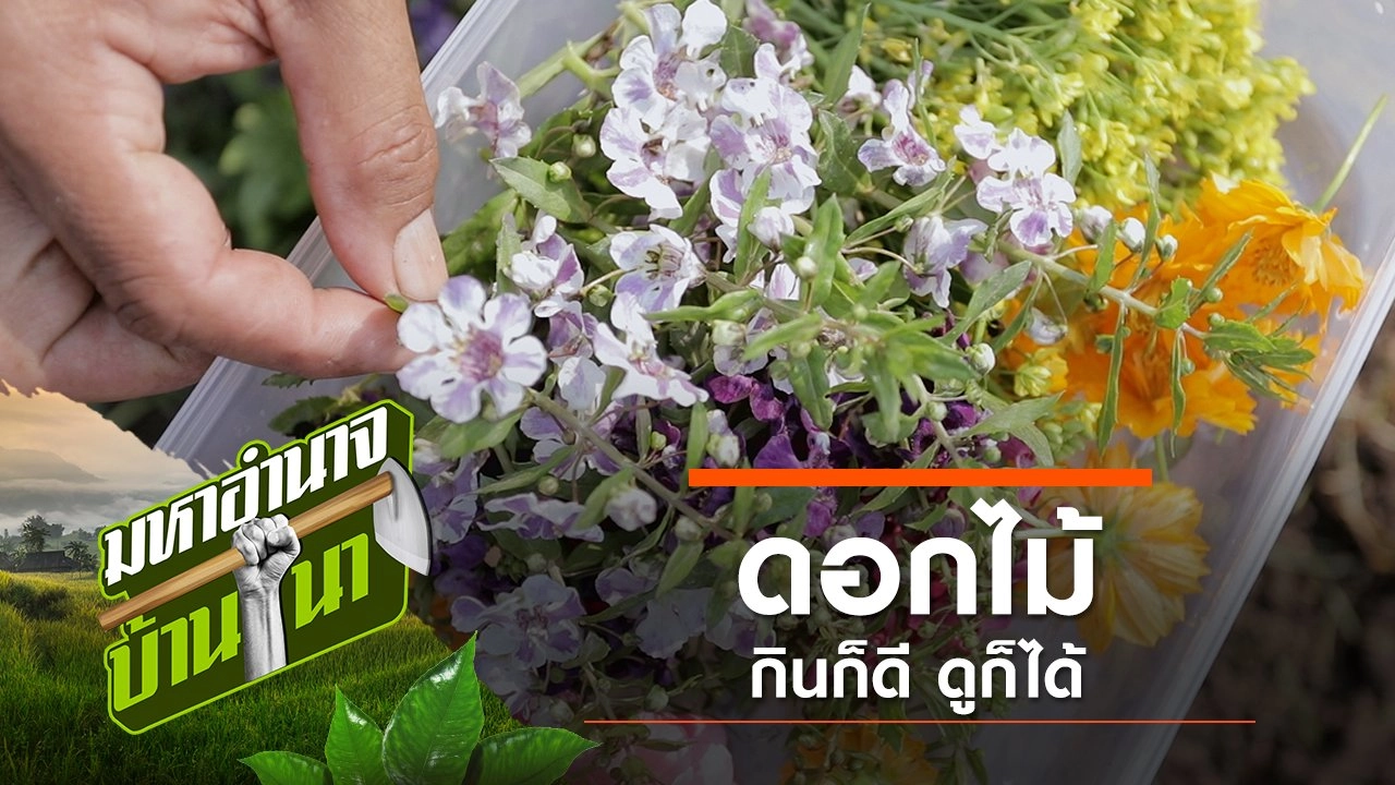 ดอกไม้ กินก็ดี ดูก็ได้