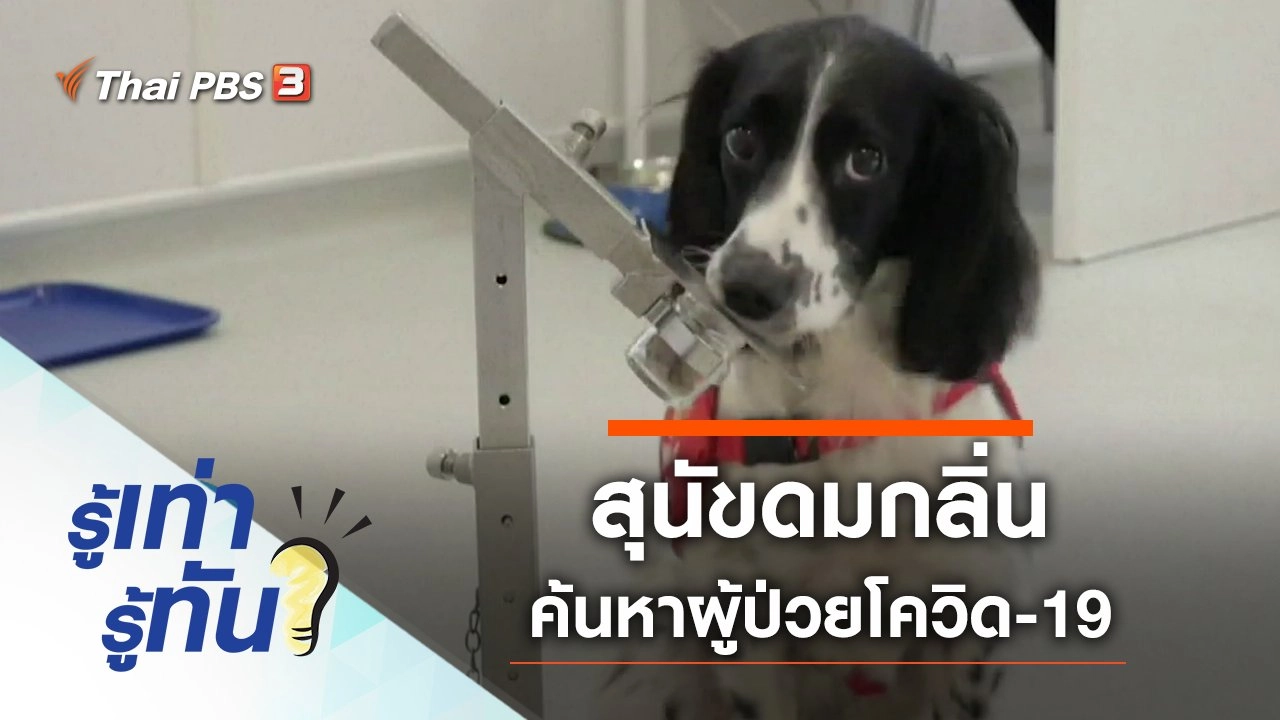สุนัขดมกลิ่น ค้นหาผู้ป่วยโควิด-19