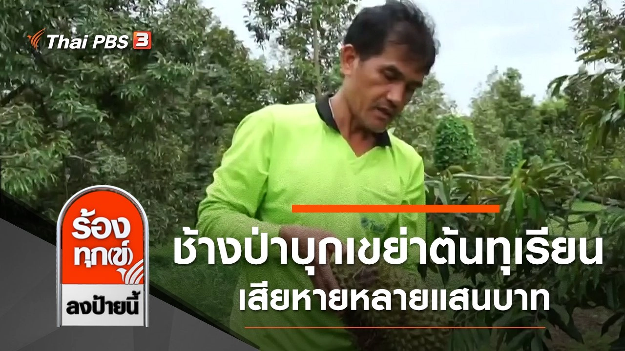 ช้างป่าบุกเขย่าต้นทุเรียน เสียหายหลายแสนบาท จ.ประจวบคีรีขันธ์