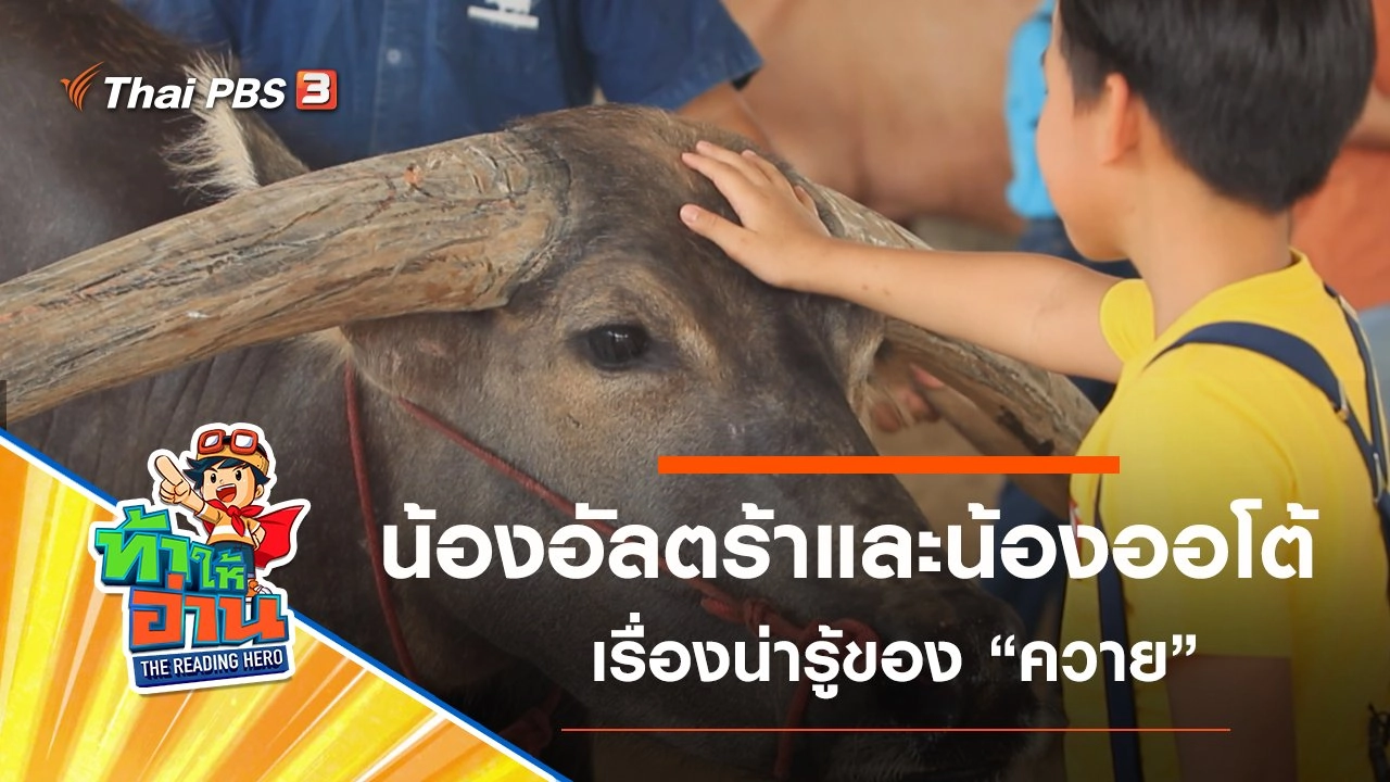 ควาย : น้องอัลตร้าและน้องออโต้