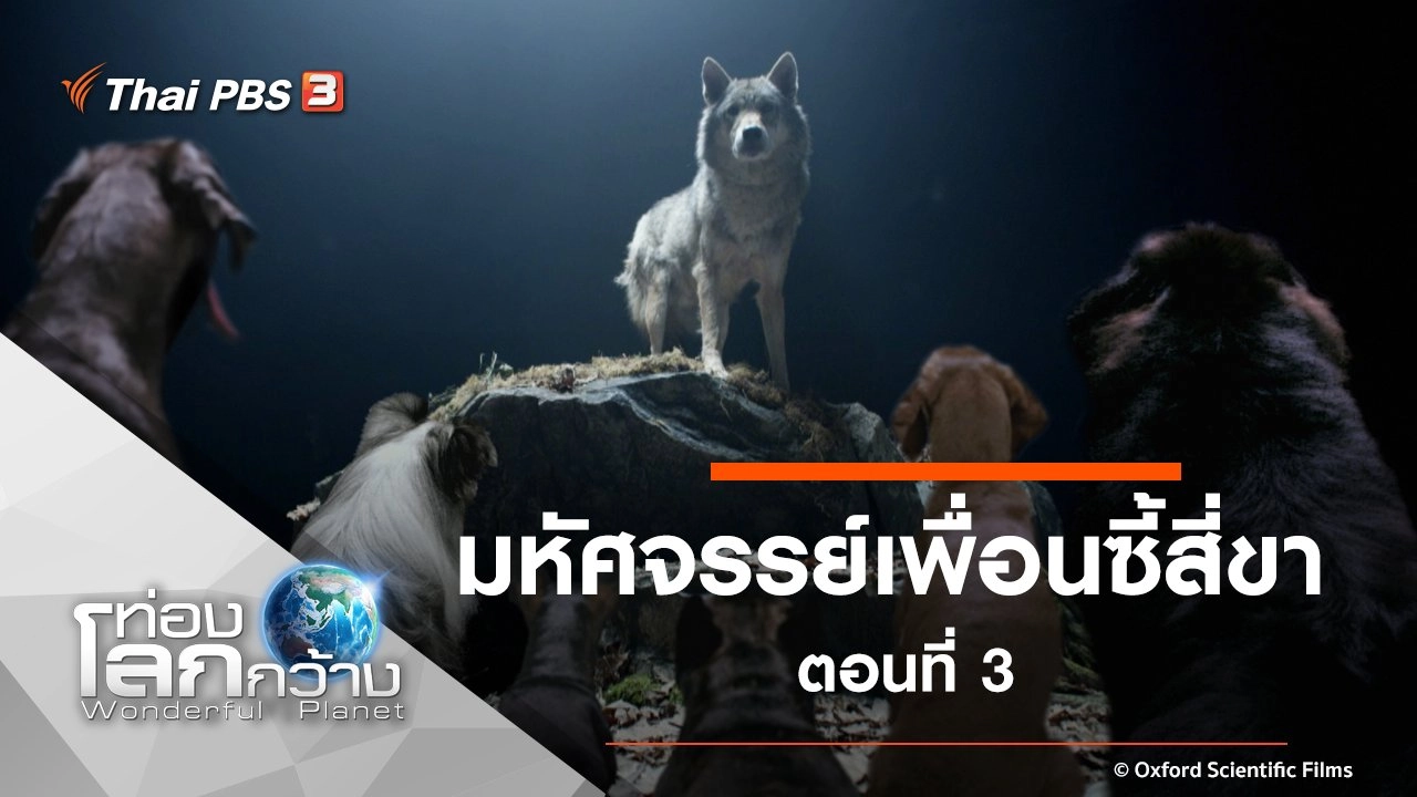 มหัศจรรย์เพื่อนซี้สี่ขา ตอนที่ 3