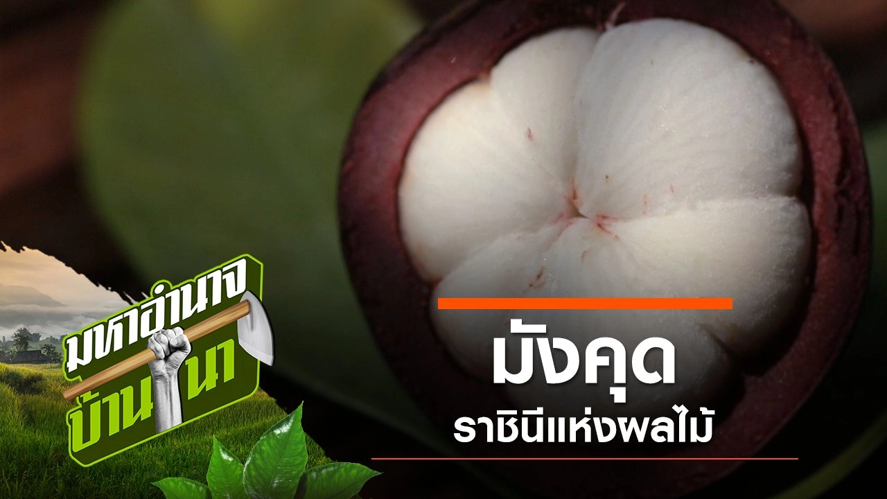 มังคุด ราชินีแห่งผลไม้