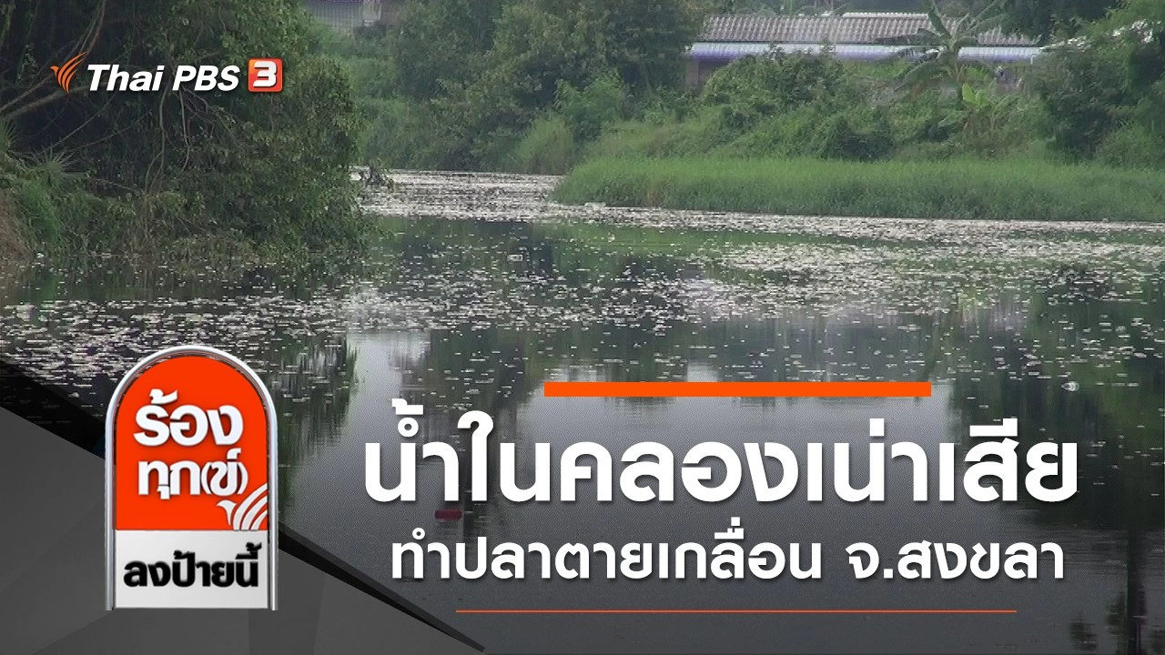 น้ำในคลองเน่าเสีย ทำปลาตายเกลื่อน จ.สงขลา