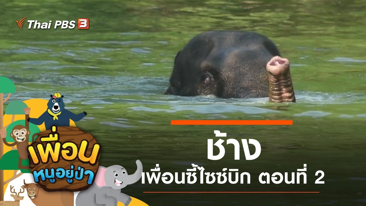 "ช้าง" เพื่อนซี้ไซซ์บิก ตอนที่ 2