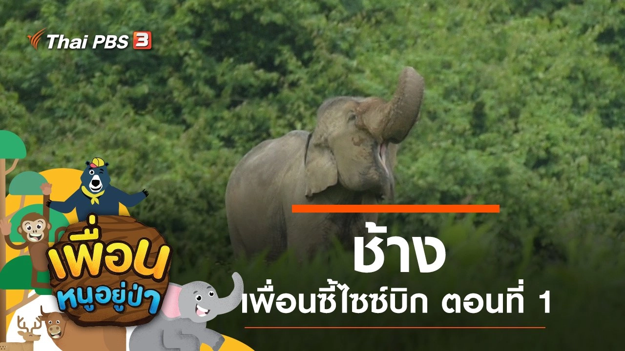 "ช้าง" เพื่อนซี้ไซซ์บิก ตอนที่ 1