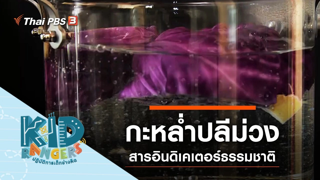 กะหล่ำปลีม่วง