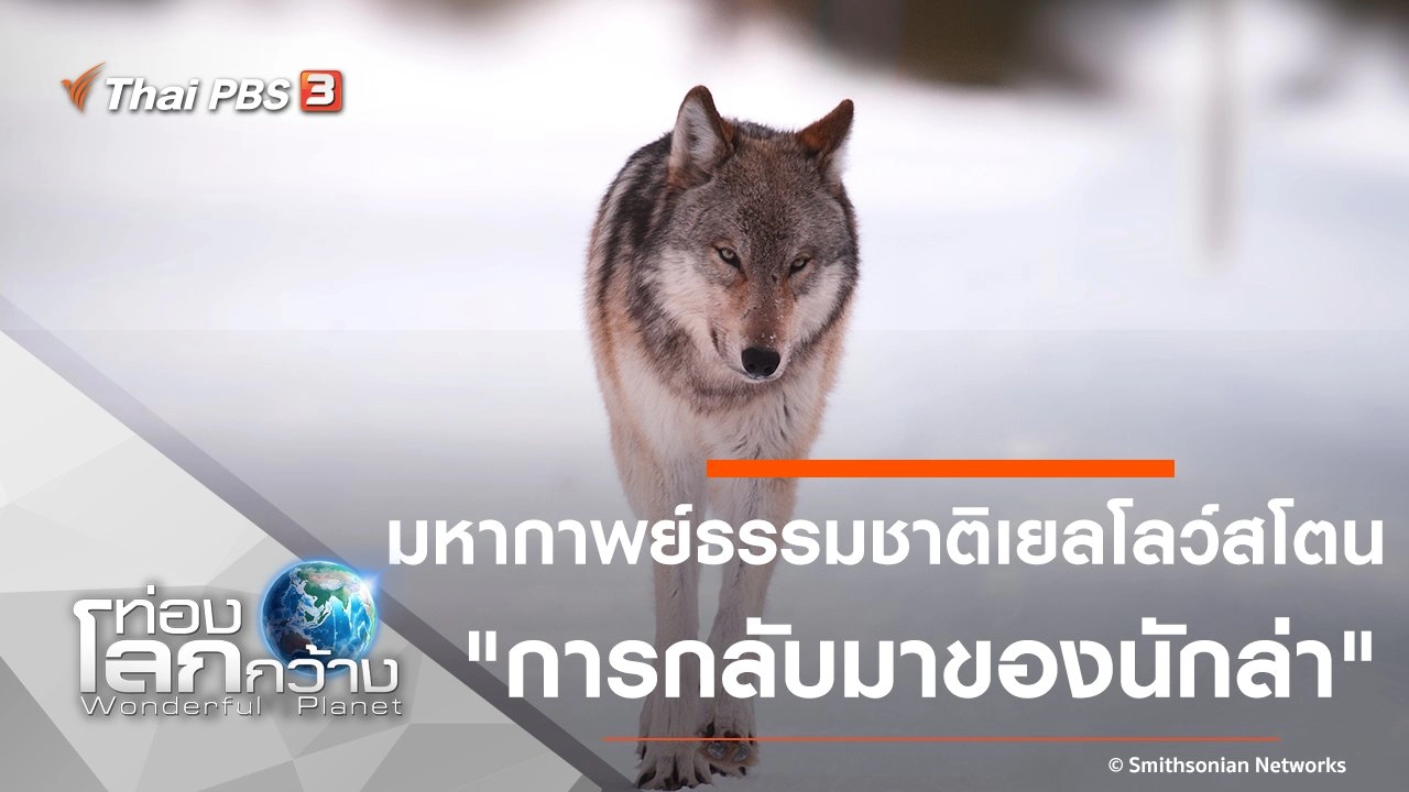 มหากาพย์ธรรมชาติเยลโลว์สโตน ตอน การกลับมาของนักล่า