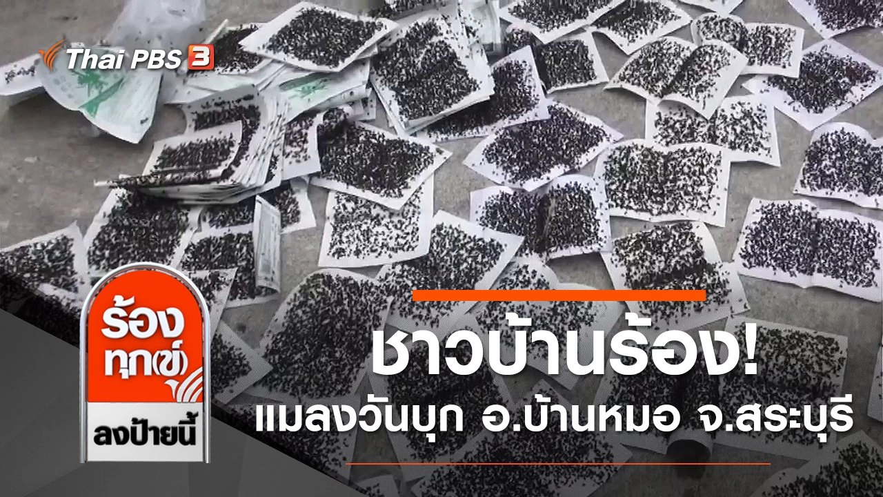 ชาวบ้านร้อง! แมลงวันบุก อ.บ้านหมอ จ.สระบุรี