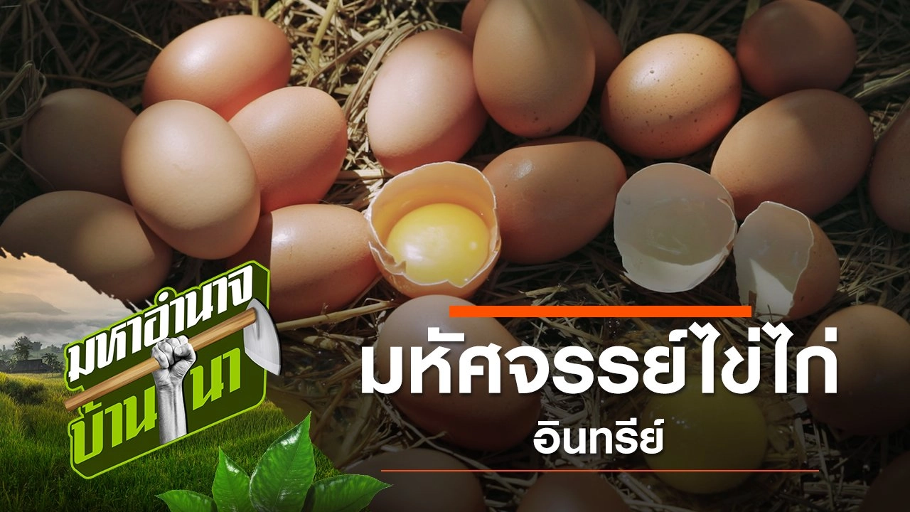 มหัศจรรย์ไข่ไก่