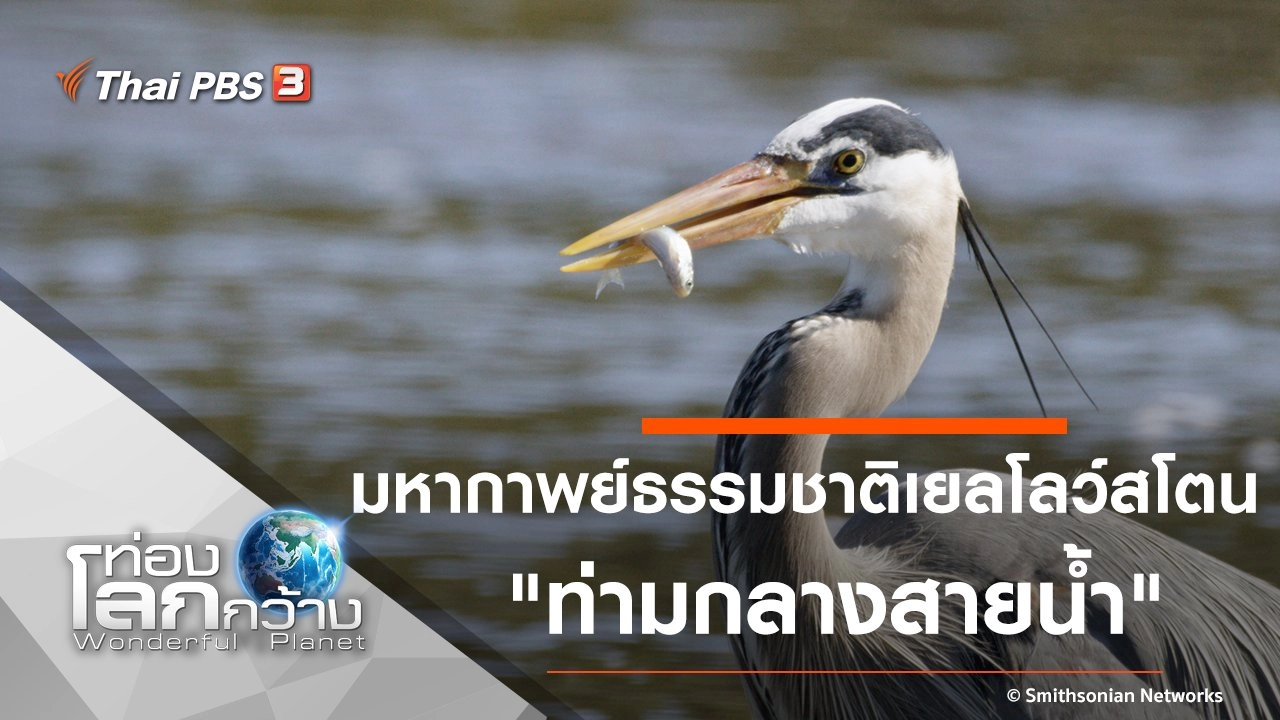 มหากาพย์ธรรมชาติเยลโลว์สโตน ตอน ท่ามกลางสายน้ำ