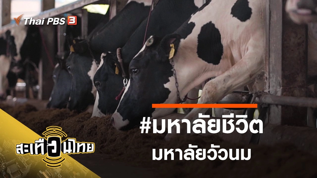 #มหาลัยชีวิตมหาลัยวัวนม