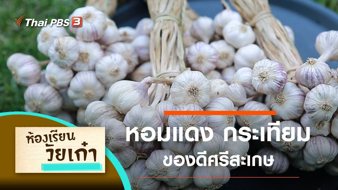 หอมแดง กระเทียม ของดีศรีสะเกษ