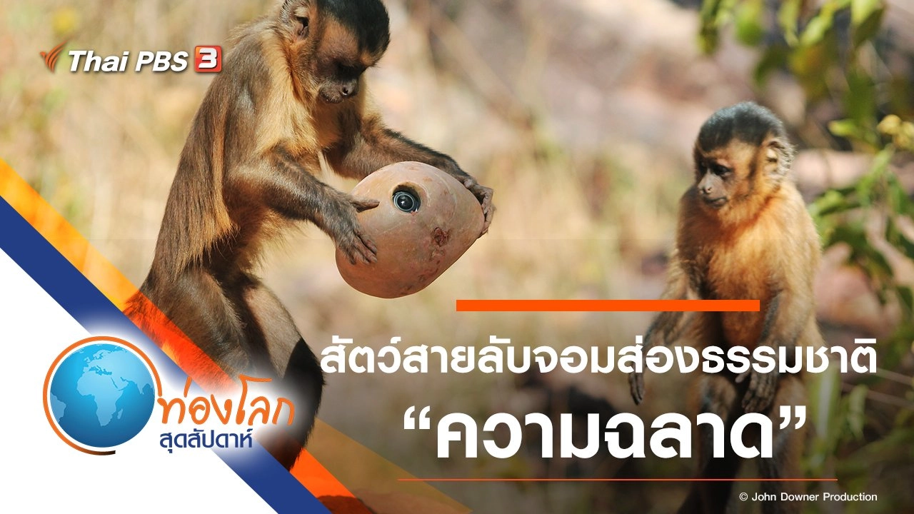 สัตว์สายลับจอมส่องธรรมชาติ ตอน ความฉลาด