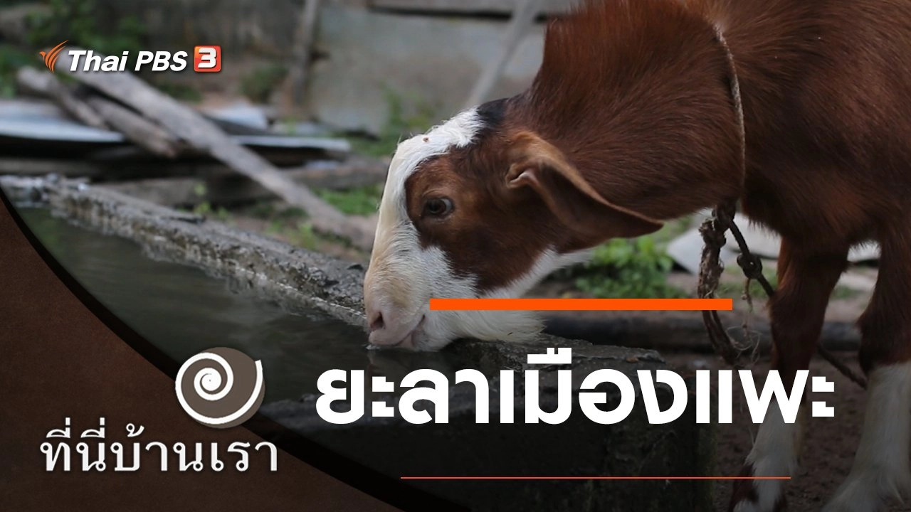 ยะลาเมืองแพะ