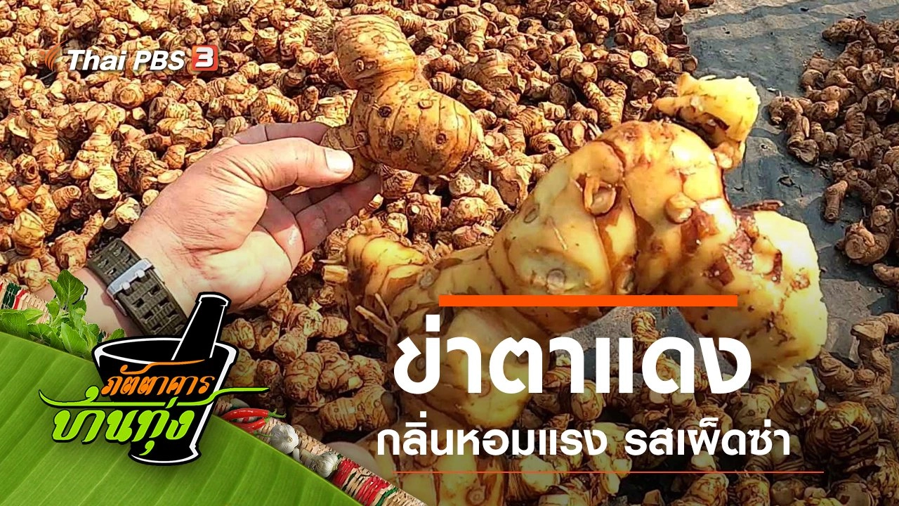 ข่าตาแดง