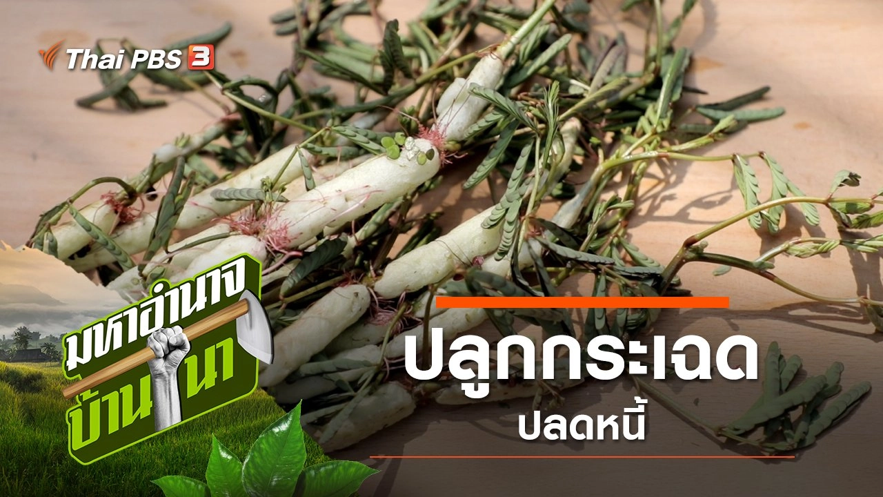 ปลูกกระเฉดปลดหนี้