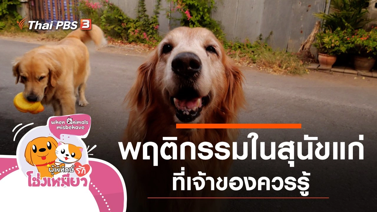 พฤติกรรมในสุนัขแก่ที่เจ้าของควรรู้