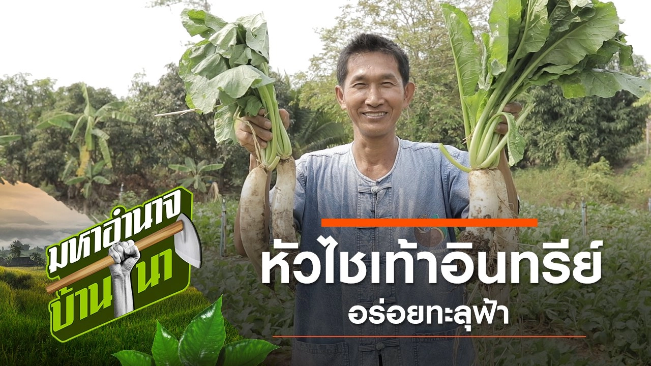 หัวไชเท้าอินทรีย์ อร่อยทะลุฟ้า