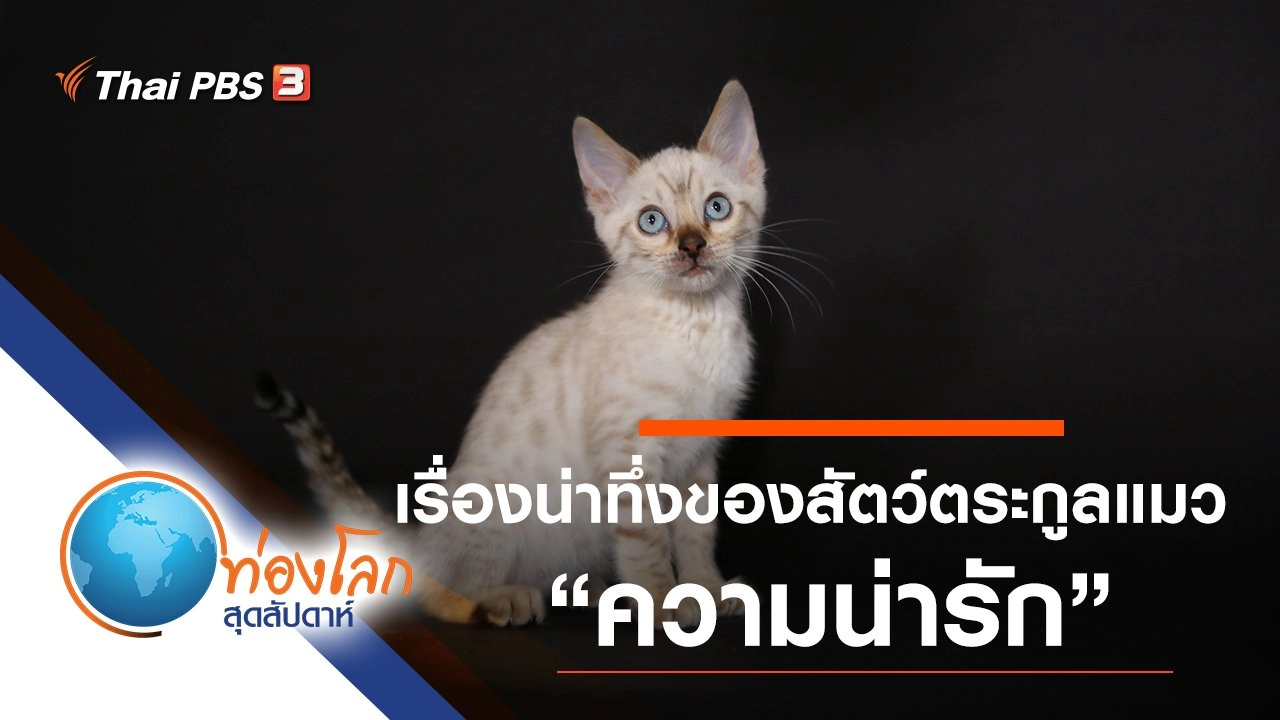 เรื่องน่าทึ่งของสัตว์ตระกูลแมว ตอน ความน่ารัก