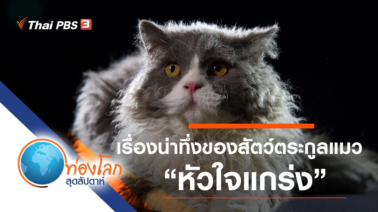 เรื่องน่าทึ่งของสัตว์ตระกูลแมว ตอน หัวใจแกร่ง
