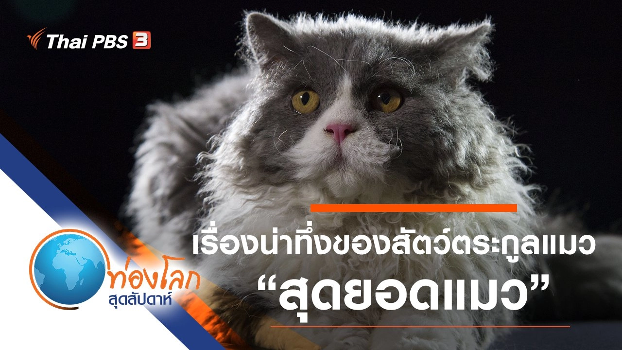 เรื่องน่าทึ่งของสัตว์ตระกูลแมว ตอน สุดยอดแมว