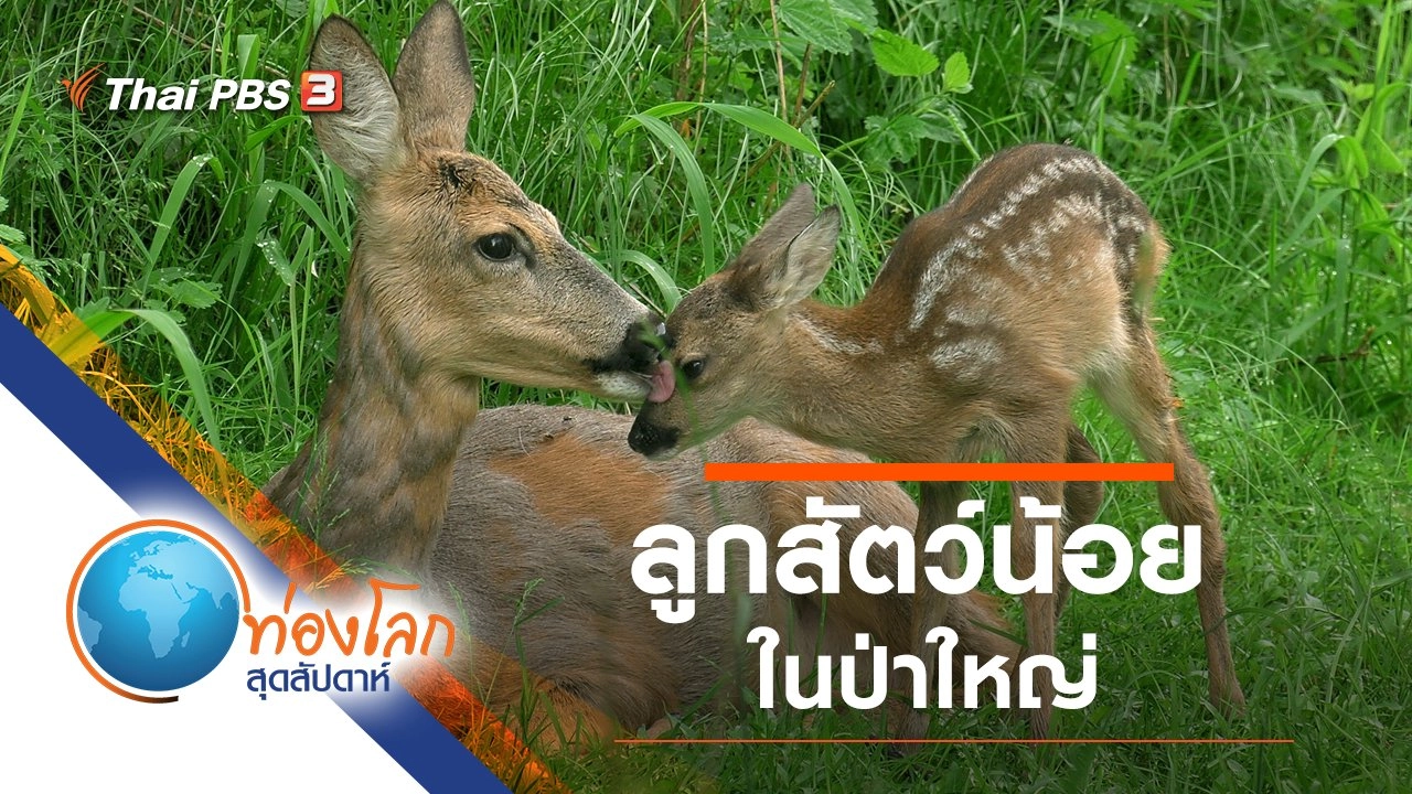 ลูกสัตว์น้อยในป่าใหญ่