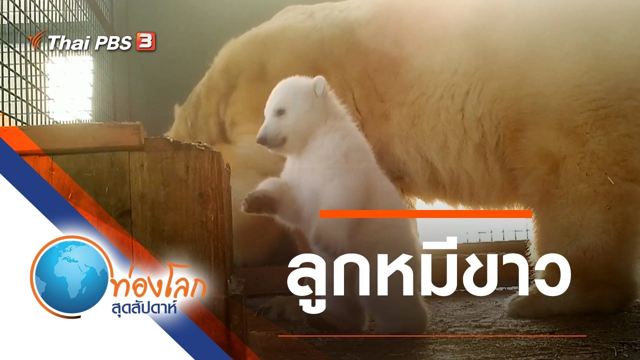 ลูกหมีขาว