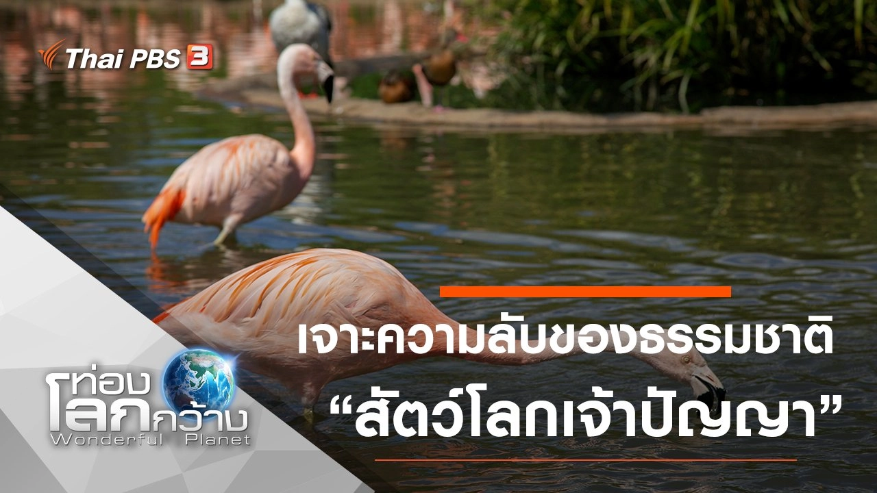 เจาะความลับของธรรมชาติ ตอน สัตว์โลกเจ้าปัญญา และร่างกายขยายขนาด