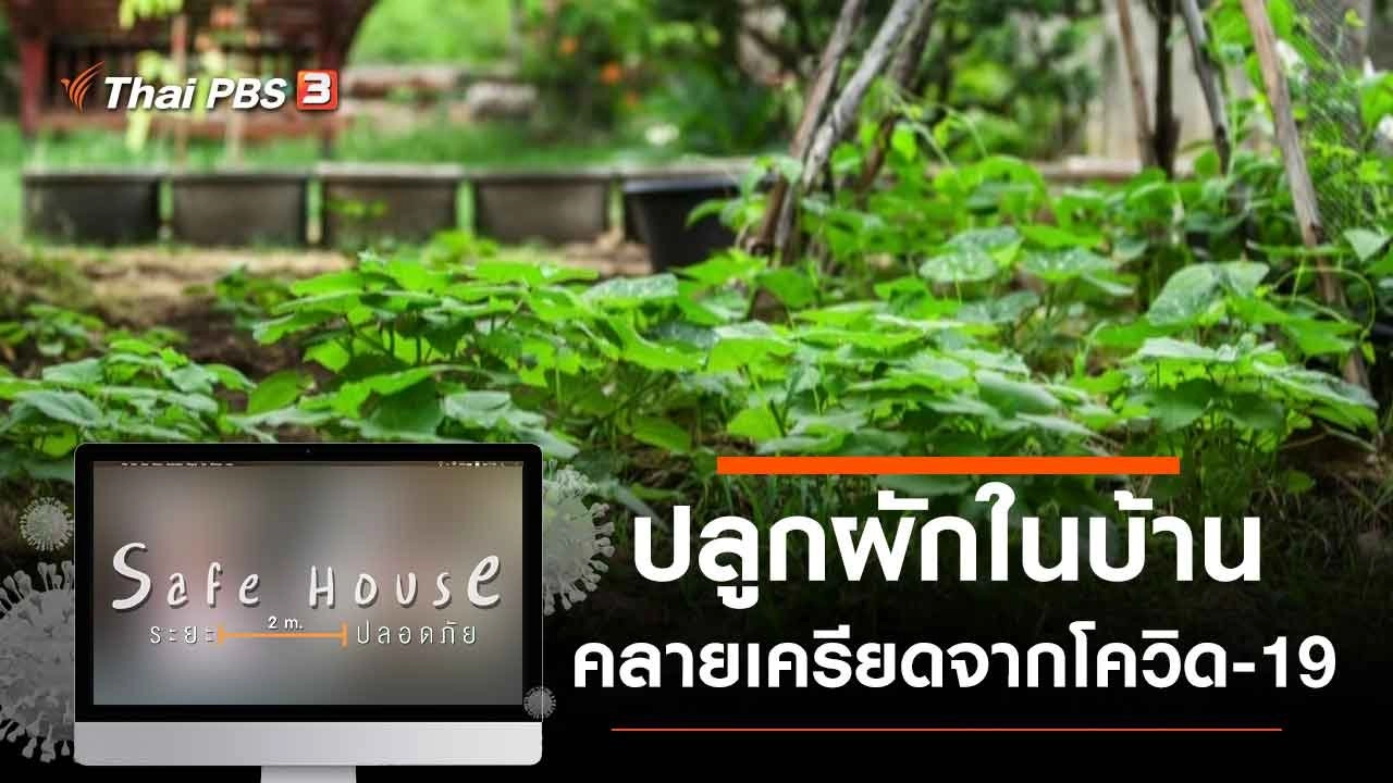 ปลูกผักในบ้านคลายเครียดจากโควิด-19