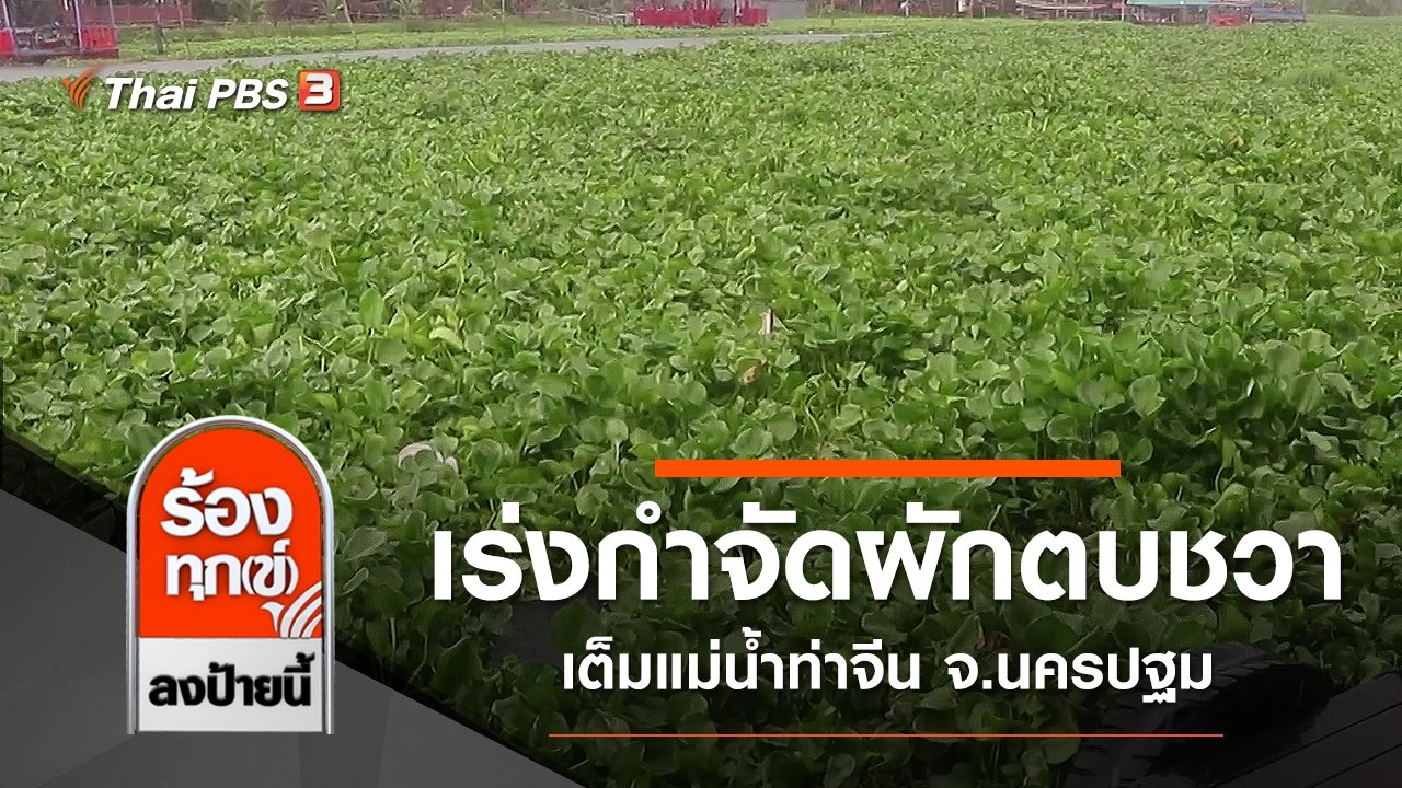 เร่งกำจัดผักตบชวาเต็มแม่น้ำท่าจีน จ.นครปฐม
