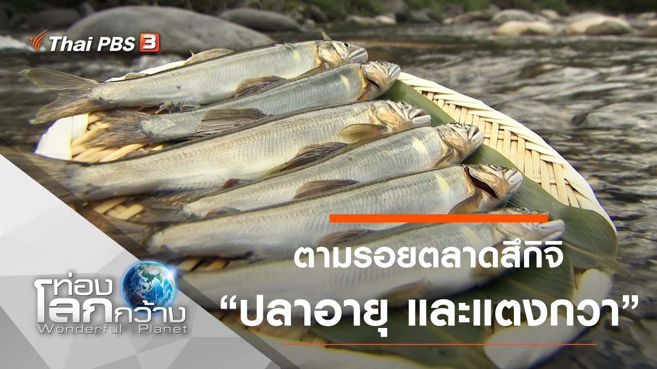 ตามรอยตลาดสึกิจิ ตอน ปลาอายุ และแตงกวา