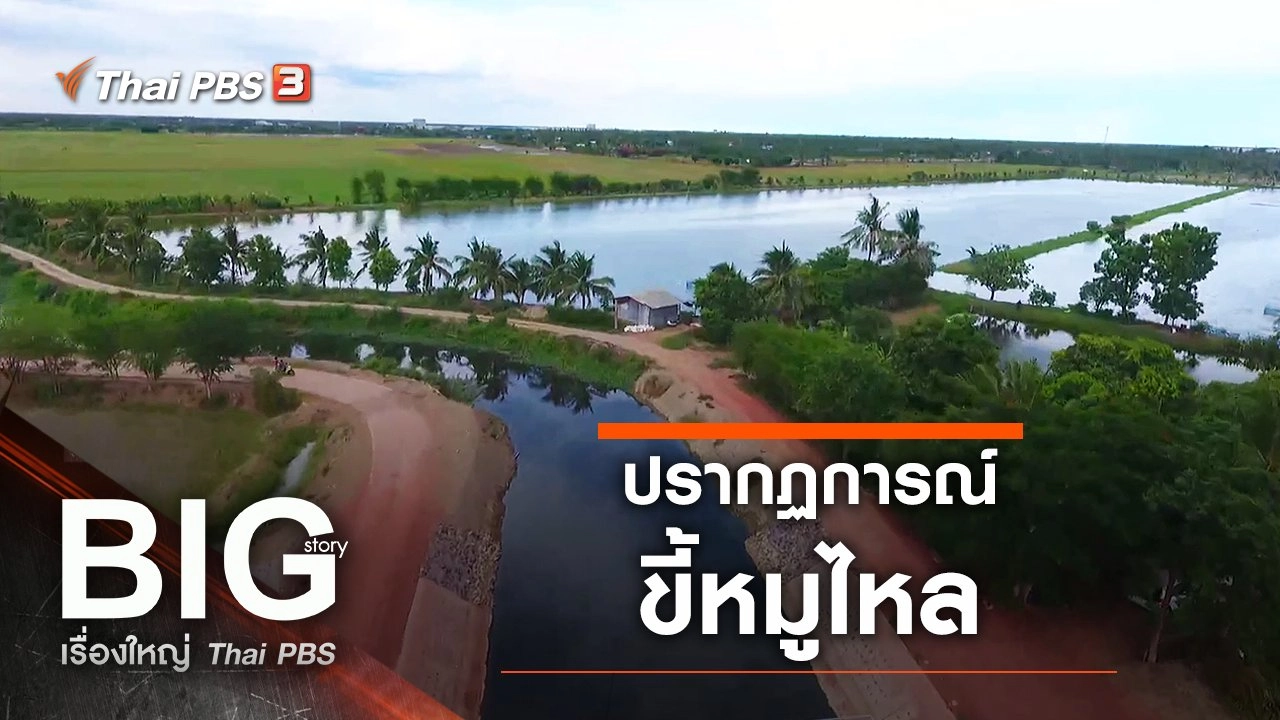 ปรากฏการณ์ขี้หมูไหล