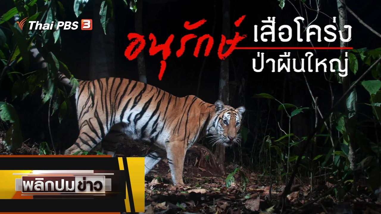 อนุรักษ์เสือโคร่ง ป่าผืนใหญ่