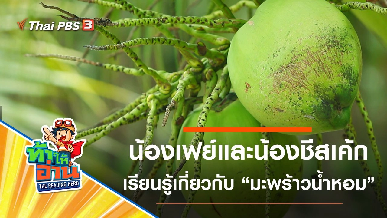 มะพร้าวน้ำหอม : น้องเฟย์และน้องชีสเค้ก